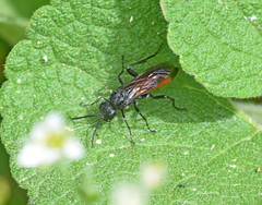 Macrophya annulata