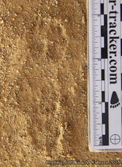 Dipodomys californicus