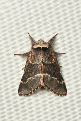 December Moth