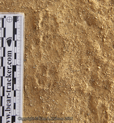 Dipodomys californicus