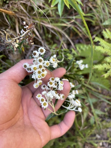 Anaphalis morrisonicola observed 2026-10-11
