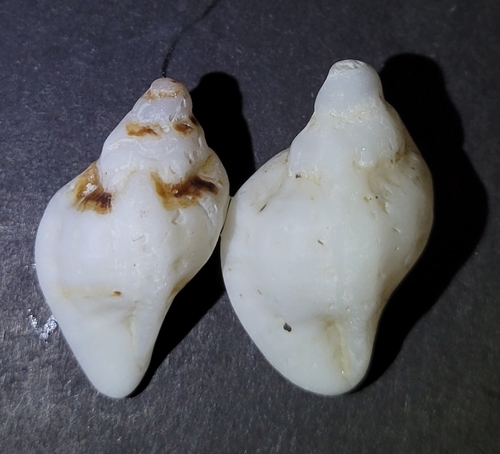 Ceratostoma foliatum observed 2026-10-13