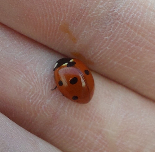 Seven-spotted Lady Beetle