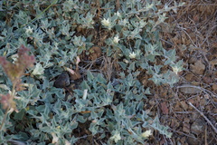 Calystegia malacophylla pedicellata