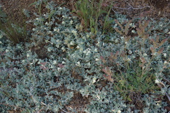 Calystegia malacophylla pedicellata