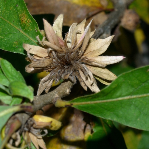 Oak Rosette Gall Wasp