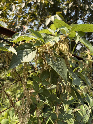 Dioscorea pentaphylla observed 2026-10-01