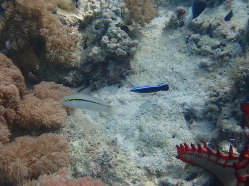 Halichoeres scapularis observed 2026-10-11