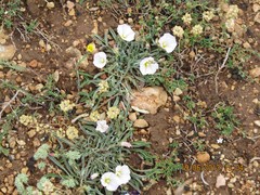 Convolvulus lineatus