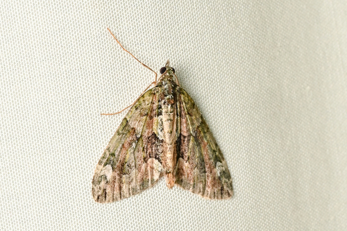 Red-green Carpet