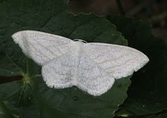 Scopula umbelaria