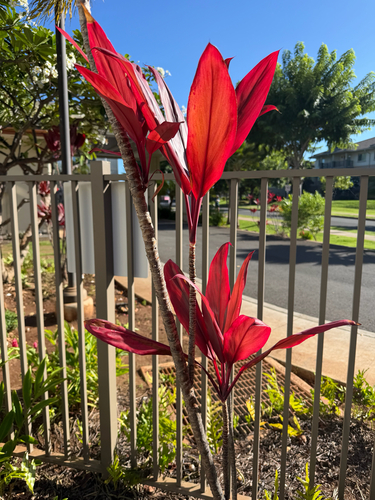 Cordyline fruticosa observed 2026-10-13