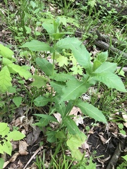 Triosteum perfoliatum