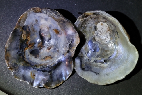 Pododesmus macrochisma, 2026-10-13