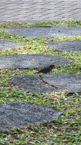 Passer domesticus observed 2026-10-12