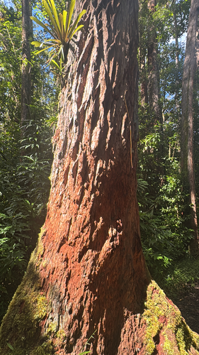 Eucalyptus robusta observed 2026-10-13