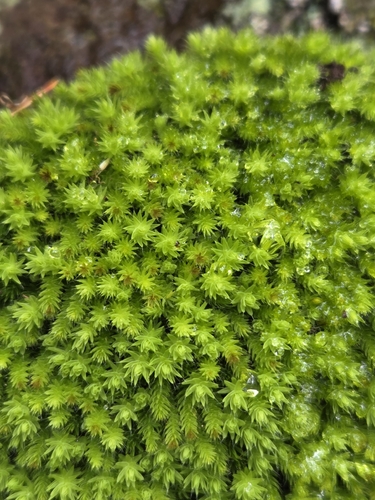 Leptostomum inclinans observed 2026-10-14