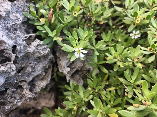 Pemphis acidula observed 2026-10-14