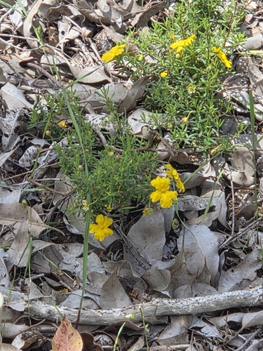 Hibbertia hypericoides observed 2026-10-14