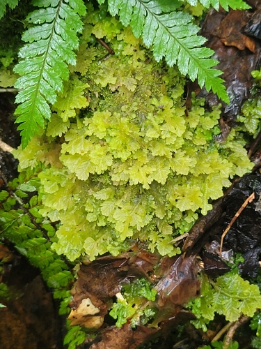 Trichocolea mollissima observed 2026-10-14