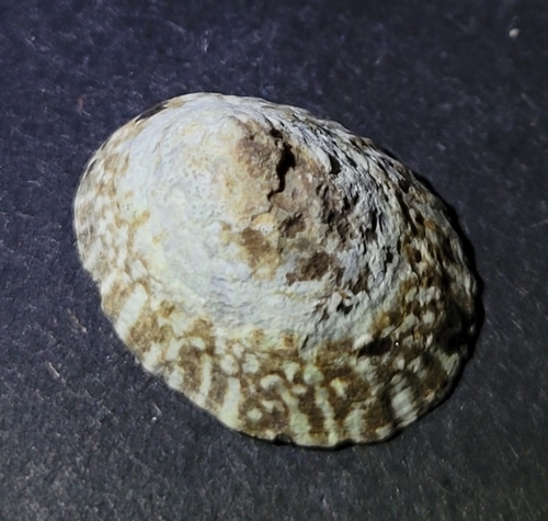 Lottia pelta observed 2026-10-13
