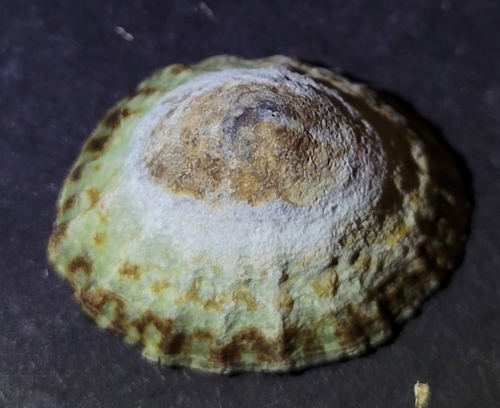 Lottia pelta observed 2026-10-13