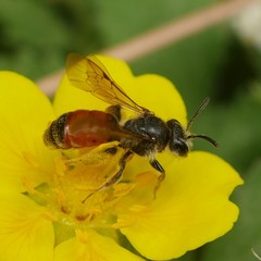 Poecilandrena