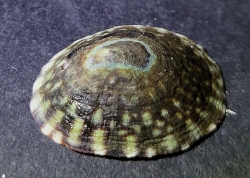 Lottia pelta observed 2026-10-13