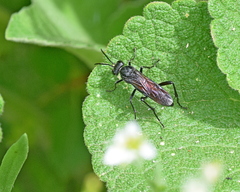 Macrophya annulata
