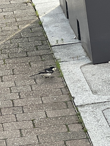 White Wagtail