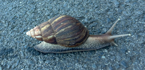 Lissachatina fulica observed 2026-10-11