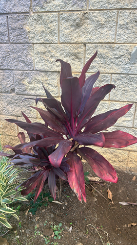 Cordyline fruticosa observed 2026-10-13