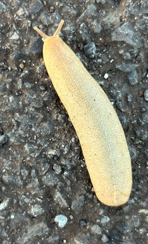 Veronicella cubensis observed 2026-10-11