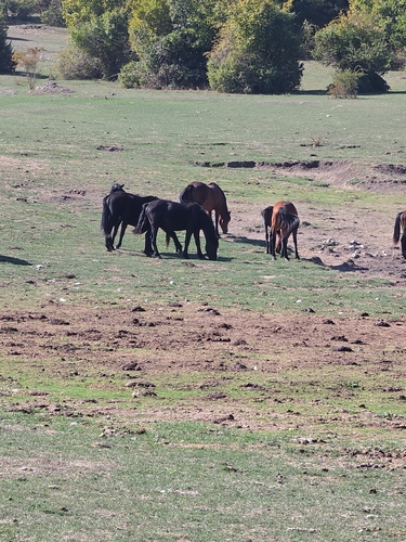 Domestic Horse