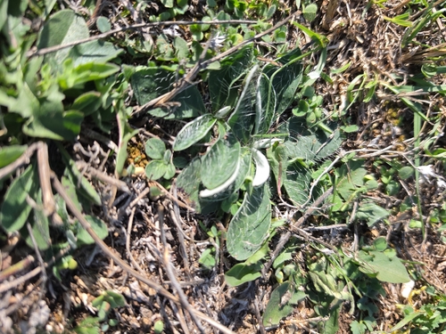 mouse-eared hawkweed