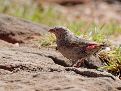 iNaturalist image