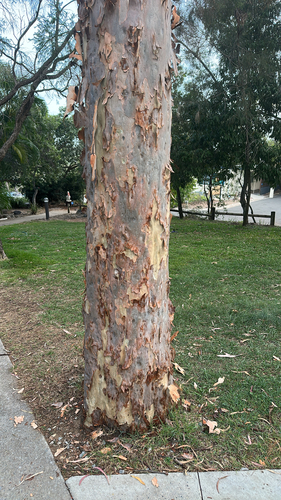 Corymbia citriodora observed 2026-10-14