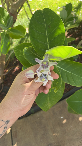 Calotropis gigantea observed 2026-10-13