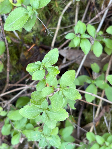Whipplea modesta observed 2026-10-12