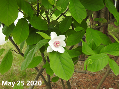 Magnolia sieboldii