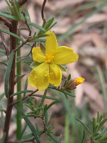 Hibbertia stricta observed 2026-10-02
