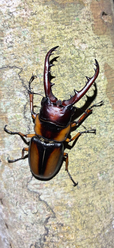 Prosopocoilus savagei