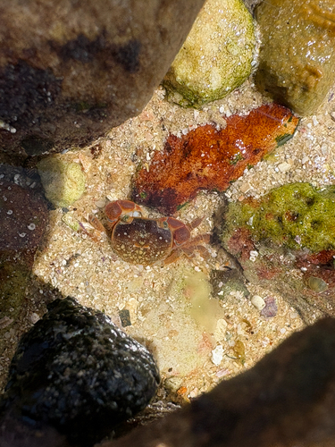 Cyclograpsus, 2026-10-13