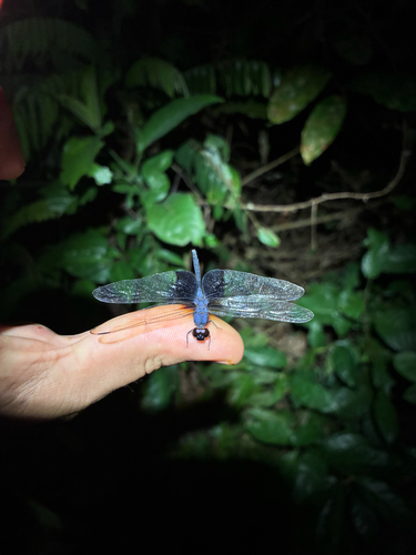 Eastern Mantled Dropwing