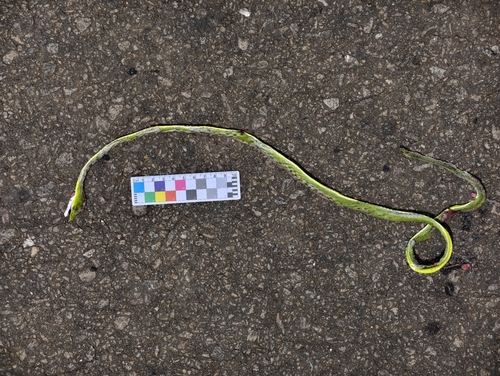 Long-nosed Whipsnake