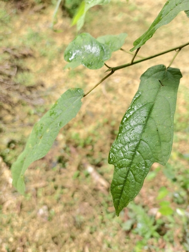 Ficus erecta observed 2026-10-14