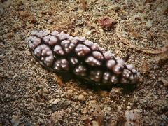 Phyllidiella pustulosa image