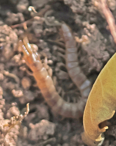 Arthrorhabdus pygmaeus