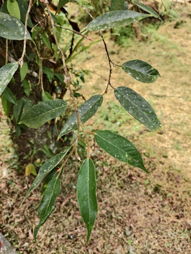 Ficus sarmentosa observed 2026-10-14