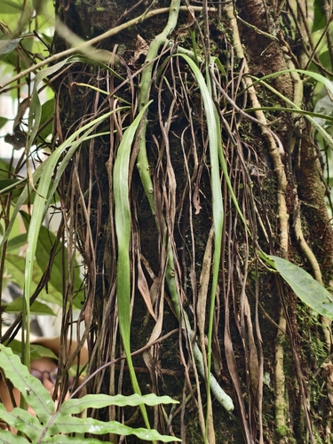 Haplopteris elongata observed 2026-10-14